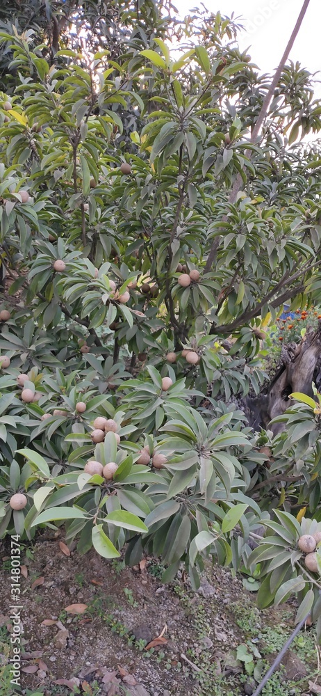 Fototapeta premium Fruit on tree