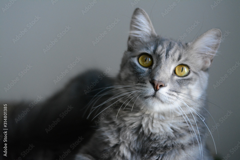 gato color gris de ojos amarillos