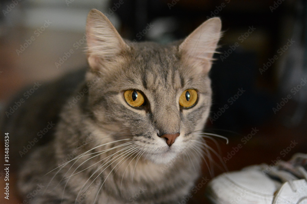 gato color gris de ojos amarillos