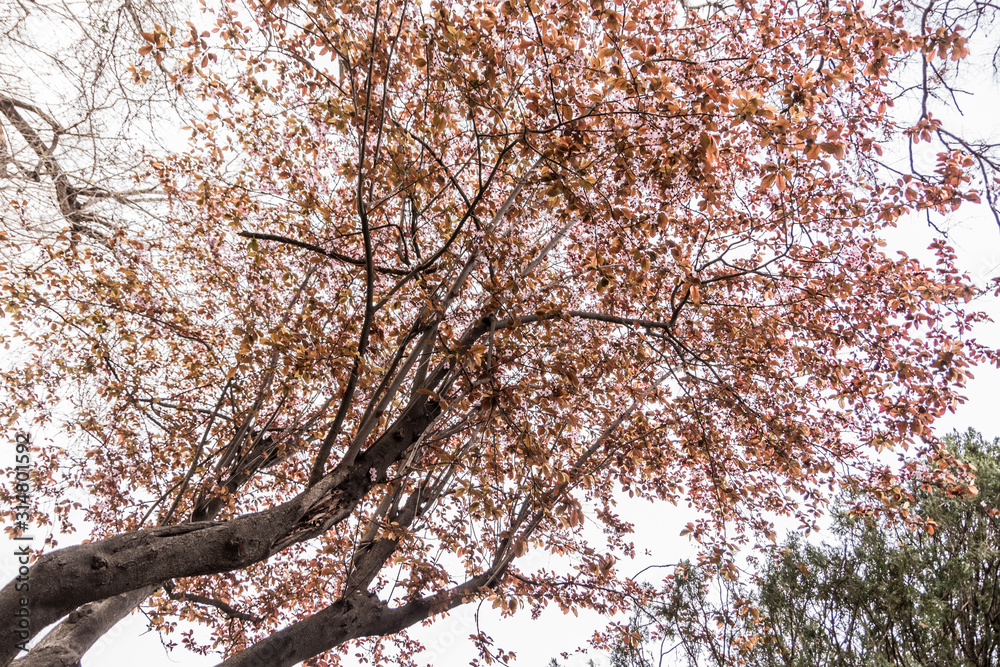 Obraz premium Dream petals