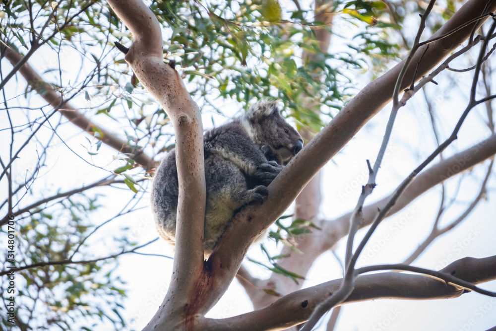 Fototapeta premium Koala mother and baby
