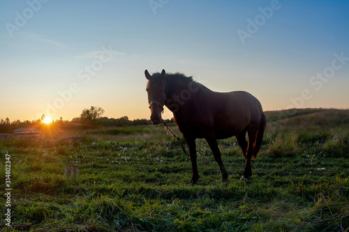 Horse at sunset in the village of Lomonosovo