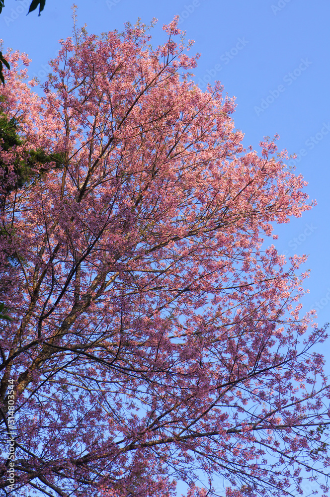 Wild Himalaya Cherry blossom