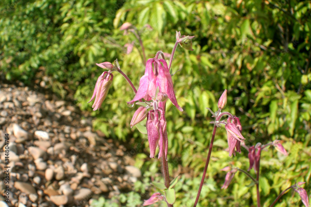 pink flower in the garden pink flower in the garden