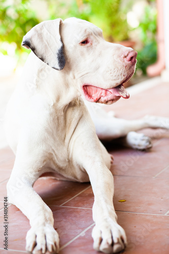 portrait of a Argentinian Mastiff dog