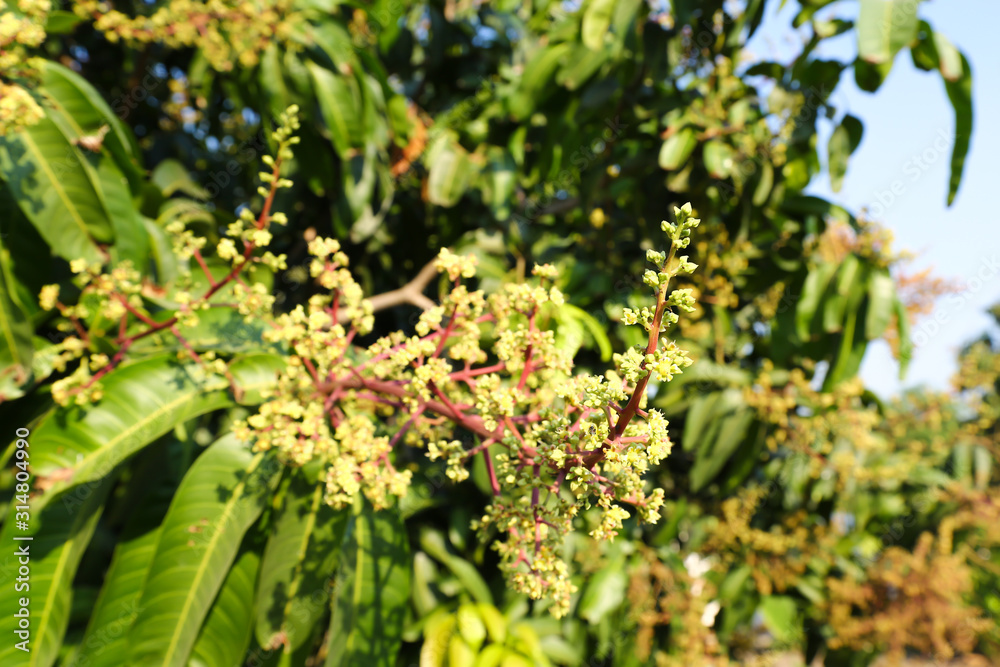 The mango bouquet or mango flower is blooming full on the mango trees in the garden The mango bouquet or mango flower is blooming full on the mango trees in the garden