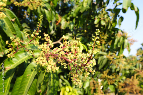 The mango bouquet or mango flower is blooming full on the mango trees in the garden