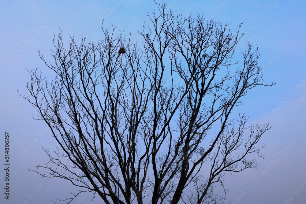 branches of tree. branch on a background of sky. silhouette tree. branches of tree. branch on a background of sky. silhouette tree.