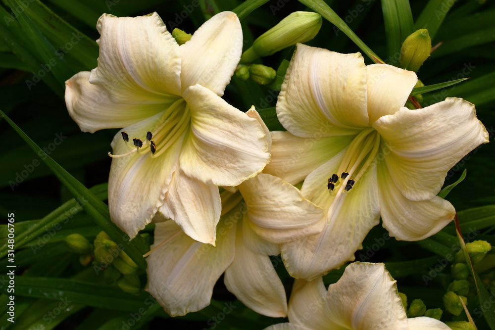 Fototapeta premium Several large white flowers of a hemerocallis of a grade White dragon.