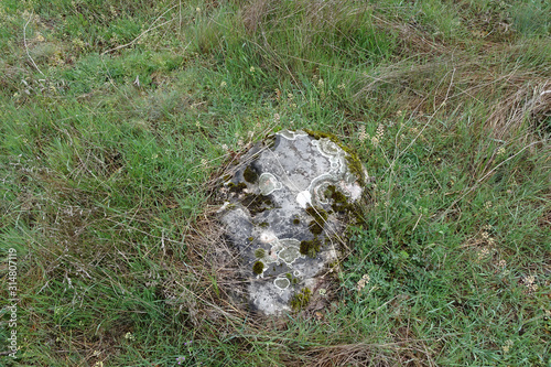 a stone overgrown with lichen and moss lies in the grass