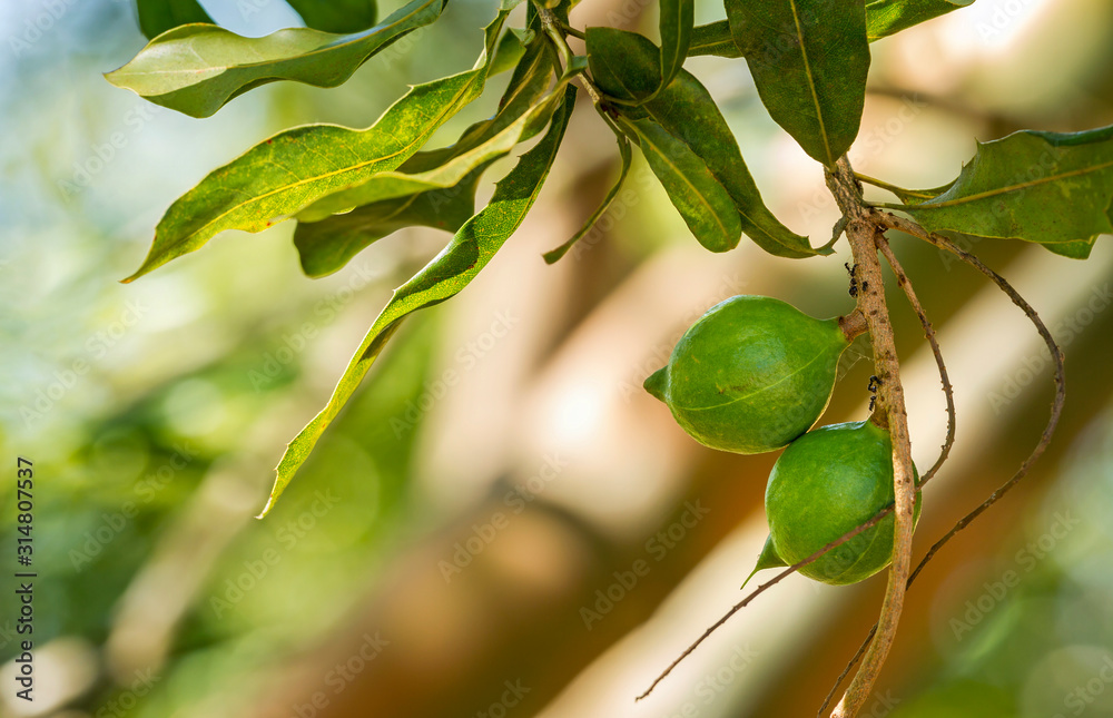 Close up of fresh macadamia nuts hanging on its tree in fruit plantation Close up of fresh macadamia nuts hanging on its tree in fruit plantation
