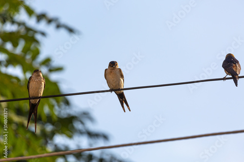 Bird on wire and green leaves
