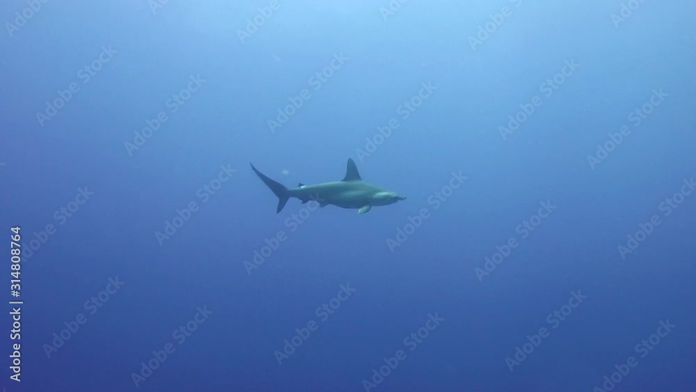 A Single Hammerhead Shark slowly swimming in the Blue A Single Hammerhead Shark slowly swimming in the Blue