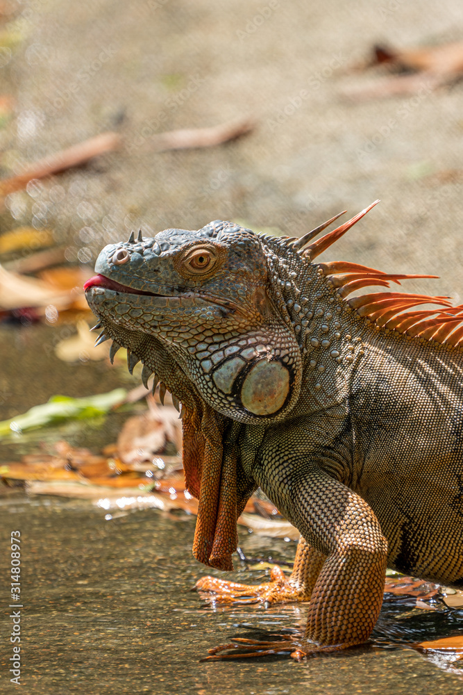Male iguana developing an orange to orange-red coloring for breeding season Male iguana developing an orange to orange-red coloring for breeding season