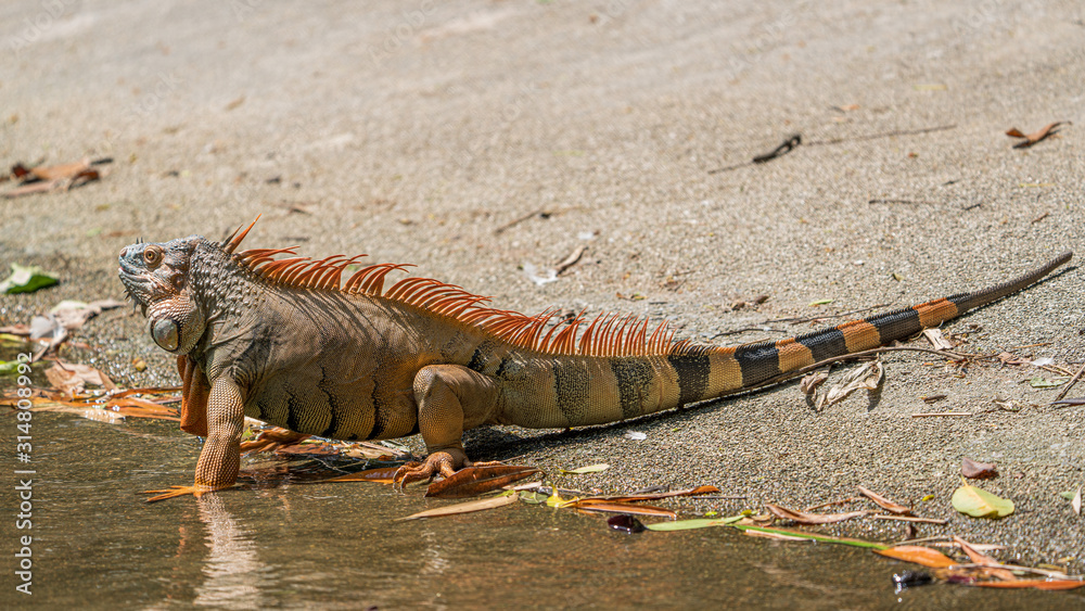 Male iguana developing an orange to orange-red coloring for breeding season Male iguana developing an orange to orange-red coloring for breeding season