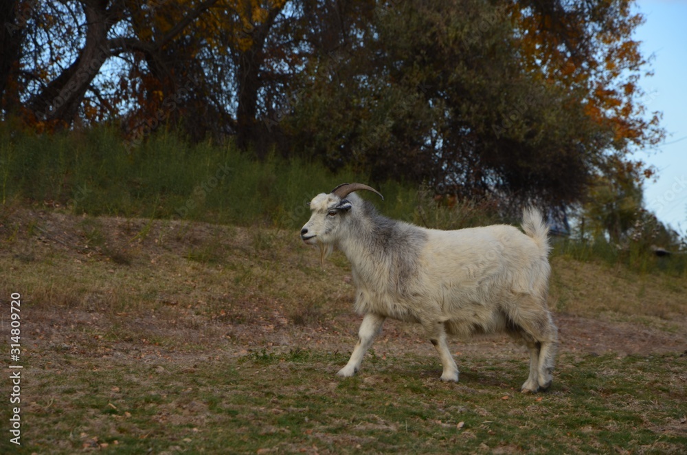 Fototapeta premium Grazing goats