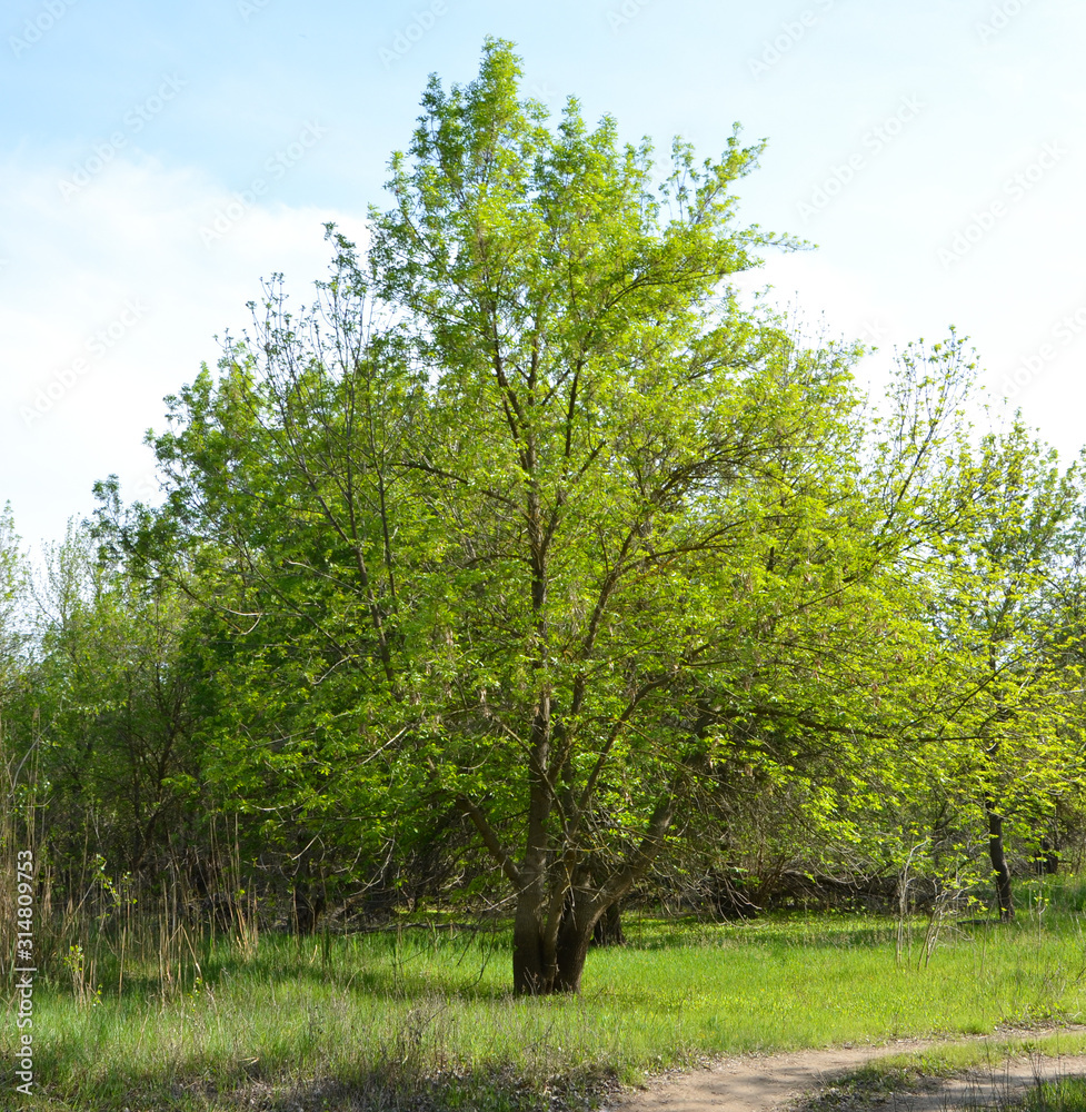 Obraz premium Summer landscape of the Caspian lowland