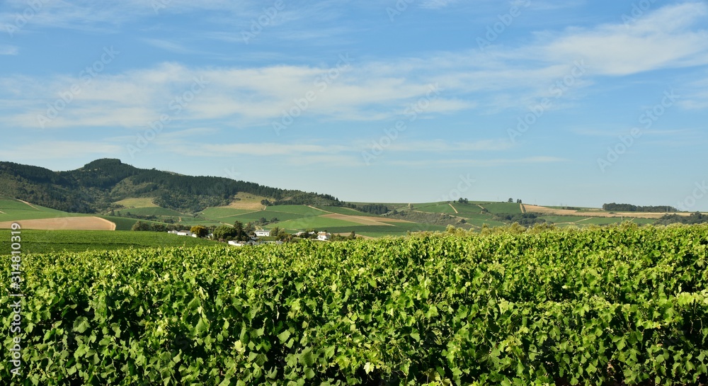 Landscape with a green Vineyard and blue sky