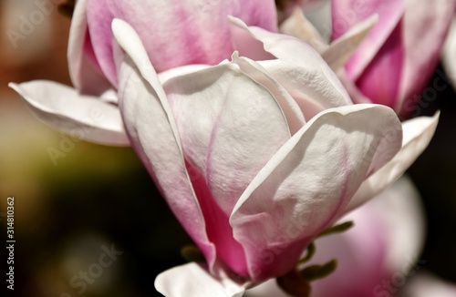 Fototapeta Naklejka Na Ścianę i Meble -  Close up of a beautiful pink and white Alexandrina Magnolia blossom