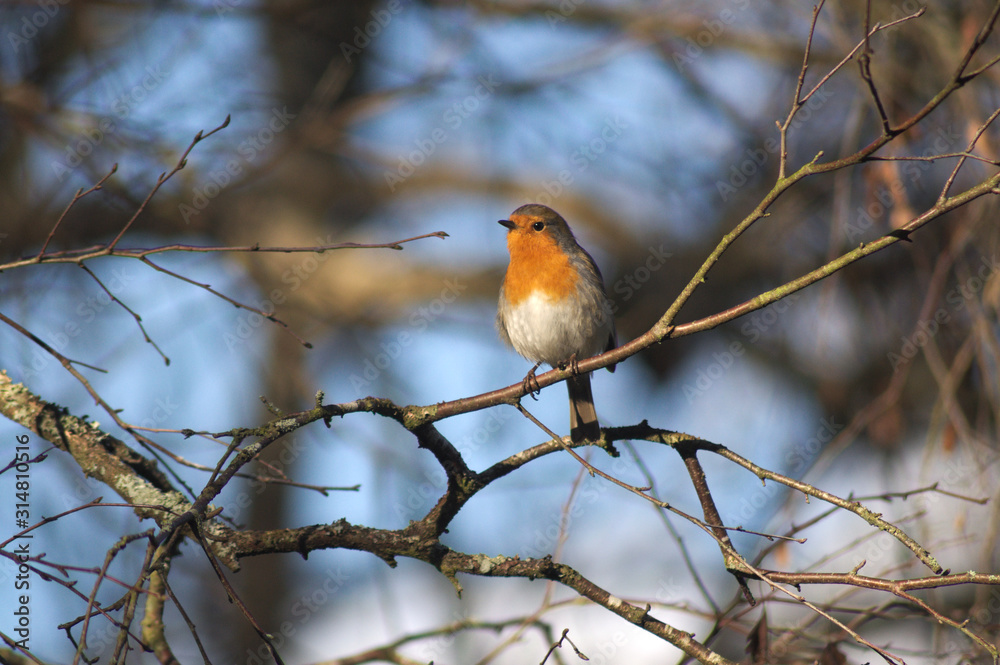 Robin on tree branch Robin on tree branch