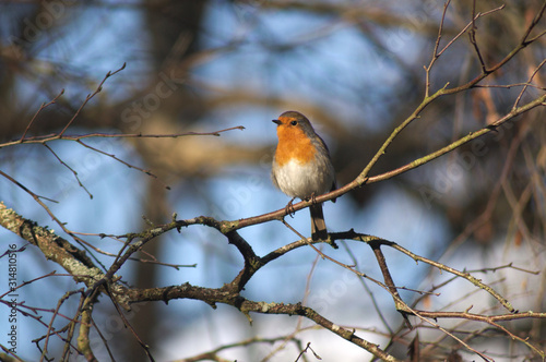 Robin on tree branch