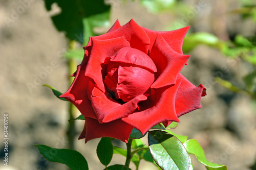 Russia. Moscow. Scarlet rose from the Park