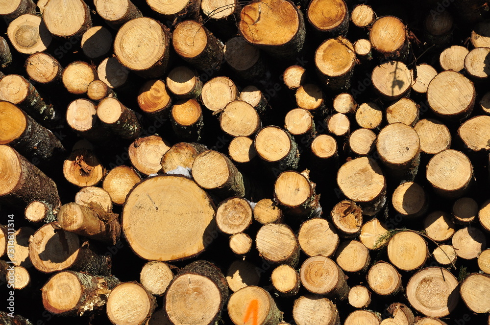 Deforestation, felled trees, logs on the ground Deforestation, felled trees, logs on the ground