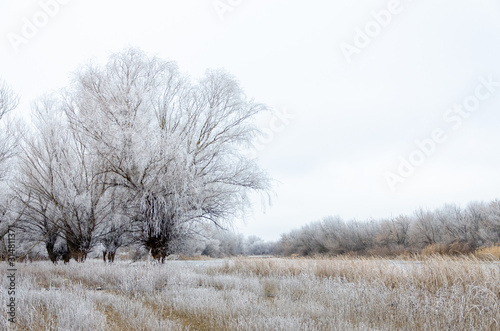 Frosty trees on a winter day