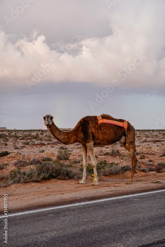 Marsa Matruh  Egypt A camel crossing on a desert road.