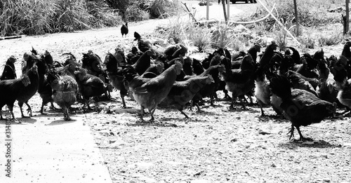Group of chickens crossing road. Hens and roosters in the farm black and white.