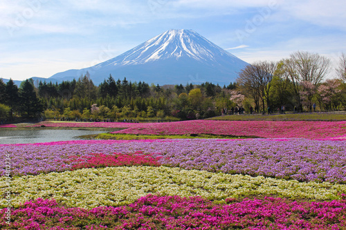 【日本】富士の芝桜