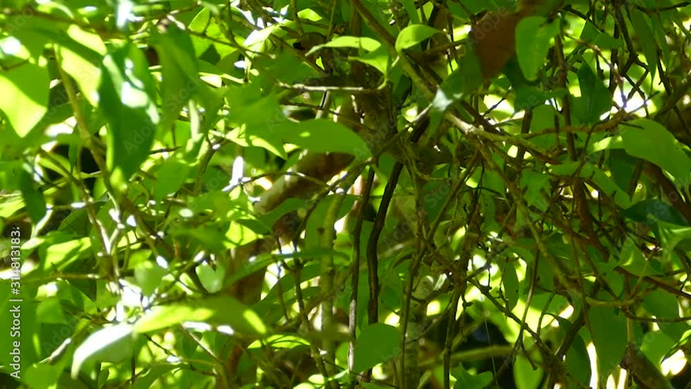 Antshrike bird holding stick bug prey in beak in a tree while still alive - HD 24fps Antshrike bird holding stick bug prey in beak in a tree while still alive - HD 24fps