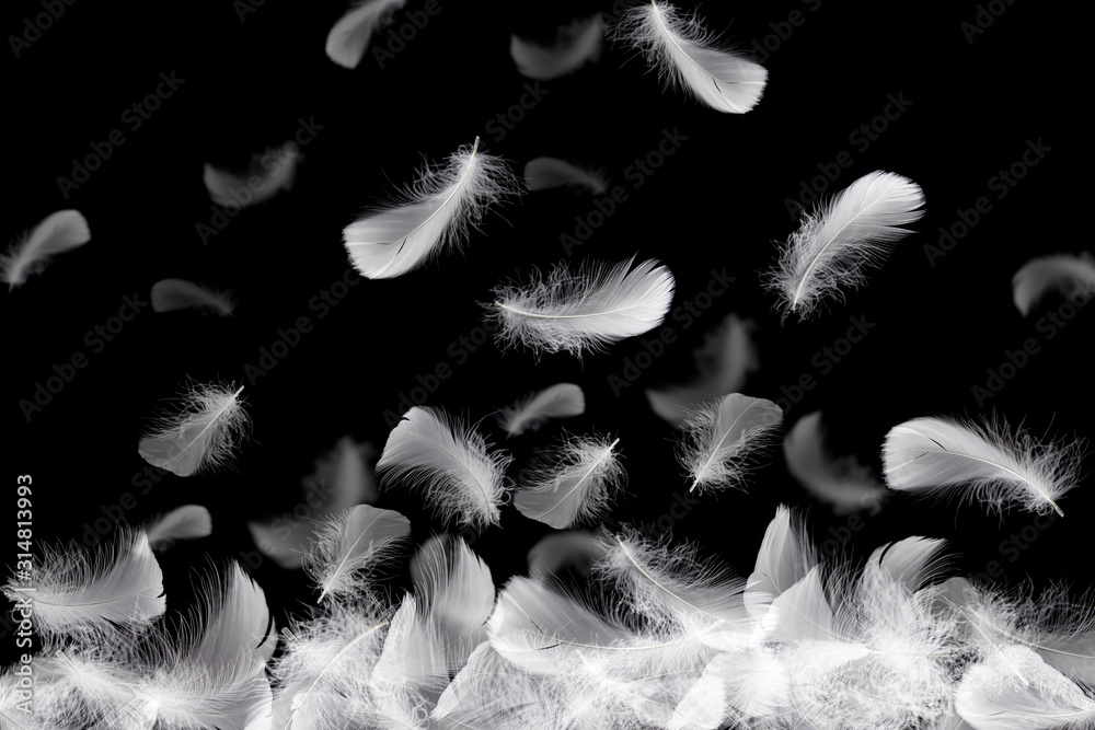 White Feather Falling