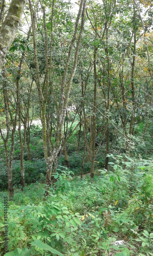 Fototapeta premium trees in forest