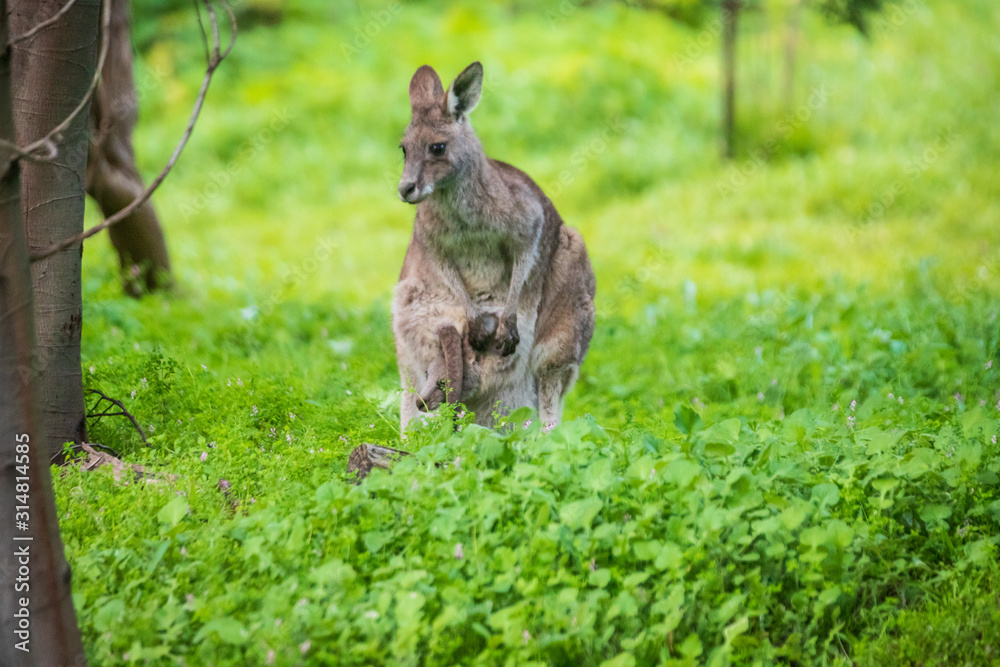 Morning Grace: A Kangaroo and Joey in Tower Hill Reserve, Victoria Morning Grace: A Kangaroo and Joey in Tower Hill Reserve, Victoria