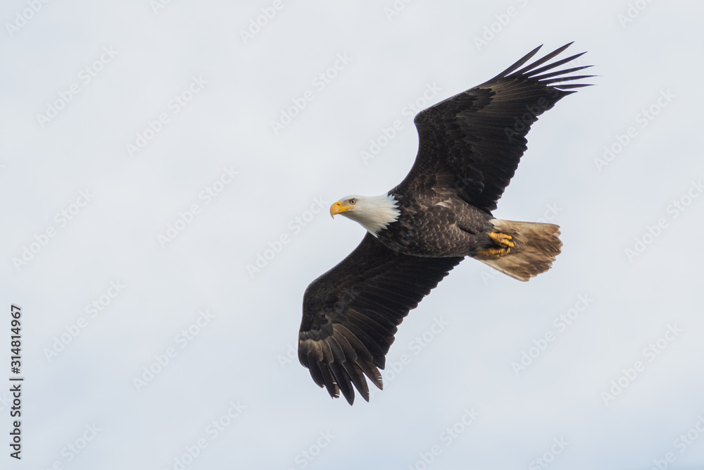 A picture of a Bald eagle flying through the air. Delta BC Canada A picture of a Bald eagle flying through the air. Delta BC Canada