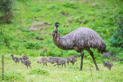 Mother Emu and Chicks in the Outback, Tower Hill, Australia photo