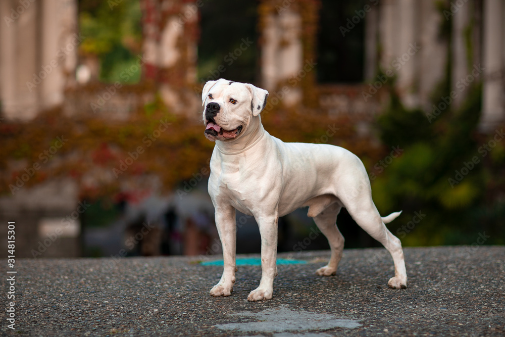 White american bulldog outdoors