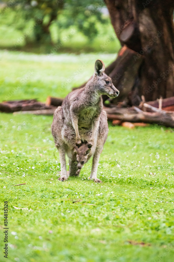 Morning Grace: A Kangaroo and Joey in Tower Hill Reserve, Victoria