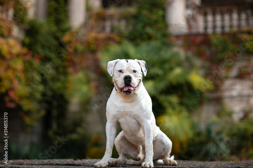 White american bulldog outdoors photo