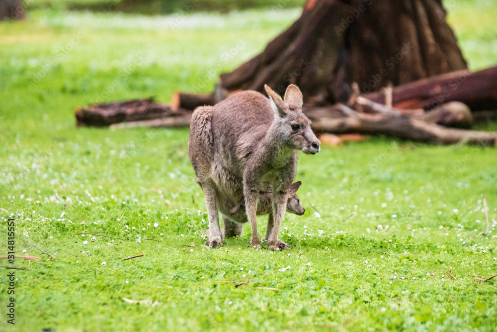 Morning Grace: A Kangaroo and Joey in Tower Hill Reserve, Victoria Morning Grace: A Kangaroo and Joey in Tower Hill Reserve, Victoria