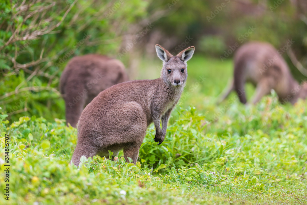 Group of Wallaby, Tower Hill Reserve Group of Wallaby, Tower Hill Reserve
