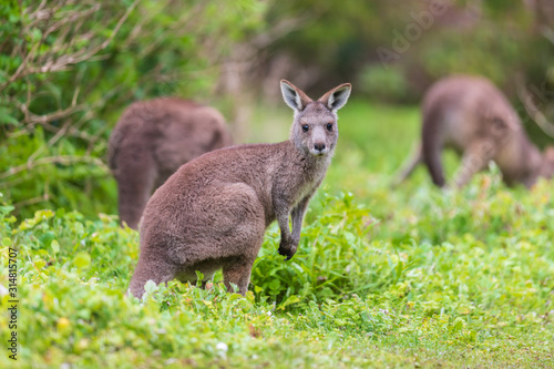 Group of Wallaby, Tower Hill Reserve