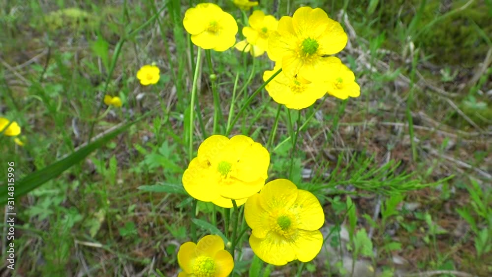 Bushes of flowering Buttercup in the taiga in the spring Bushes of flowering Buttercup in the taiga in the spring