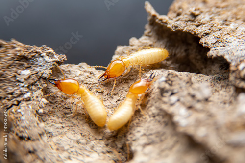 Selective focus of the small termite on decaying timber. The termite on the ground is searching for food to feed the larvae in the cavity.. photo