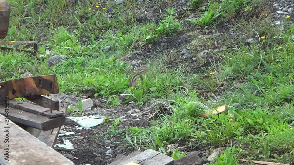 A Chipmunk runs among the grass in search of food. Tamias is a genus of chipmunks within the tribe Marmotini of the squirrel family. A Chipmunk runs among the grass in search of food. Tamias is a genus of chipmunks within the tribe Marmotini of the squirrel family.