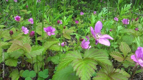 The Arctic bramble or Arctic raspberry, is a species of slow-growing bramble belonging to the rose family, found in arctic and alpine regions in the Northern Hemisphere photo