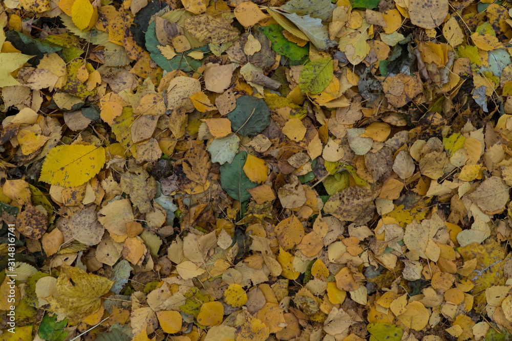 Graphic resources abstract textured walkway background in autumn foliage park Graphic resources abstract textured walkway background in autumn foliage park