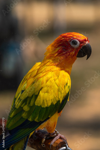 Close up image of Colorful Sun Parakeet © hit1912
