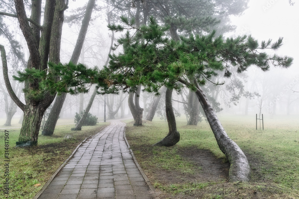 Fototapeta premium alley in the park